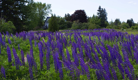 Lupine Farm